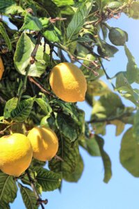 Zitronenliebe: 9 köstliche Rezepte, die nach Sommer schmecken
