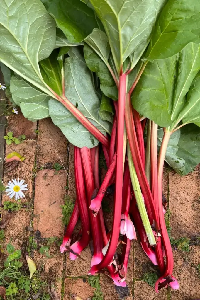 Zutat des Monats: Rhabarber – die besten süßen Rezepte für den Frühling Zutat des Monats: Rhabarber – die besten süßen Rezepte für den Frühling